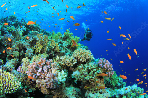 Fototapeta Naklejka Na Ścianę i Meble -  Coral Reef with Scuba Diver in Background
