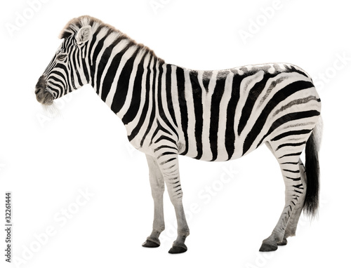 Pr  chtiges Zebra auf wei  em Hintergrund