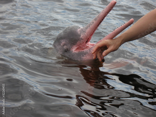 Amazonasdelfin, Inia geoffrensis, Iniidae Familie. Novo Airao, Rio Negro photo