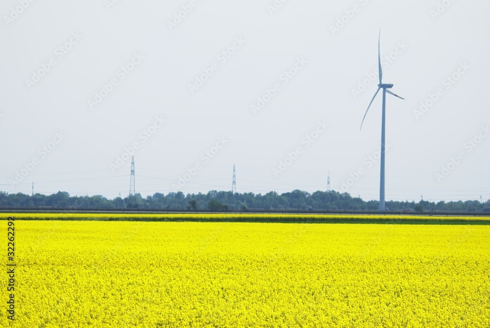 Weitläufiges Rapsfeld Weitläufiges Rapsfeld