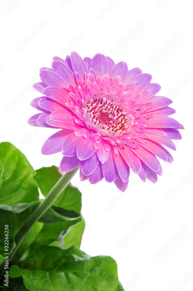 gerbera daisy gerbera daisy