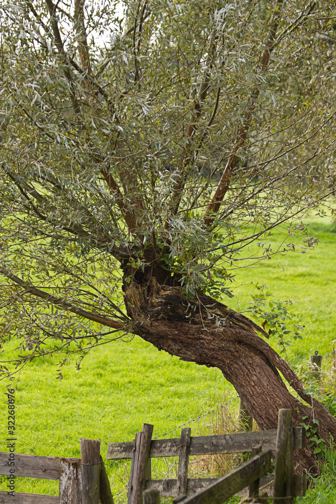Fototapeta premium Pollard-willow with old wooden fence