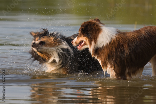 zwei Australian Shepherd im Wasser © Christian Müller