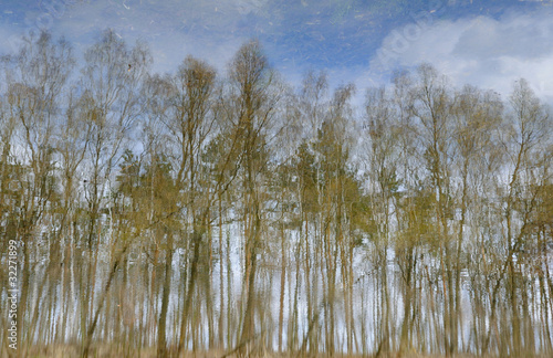 reflection of forest