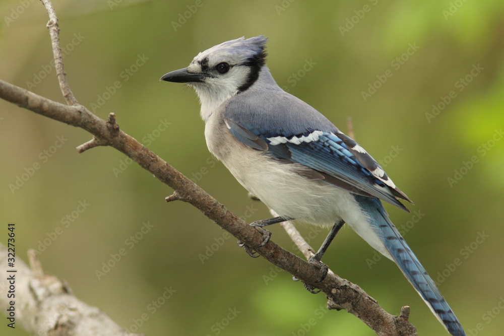 Blue Jay (Cyanocitta cristata) - Ontario, Canada Blue Jay (Cyanocitta cristata) - Ontario, Canada