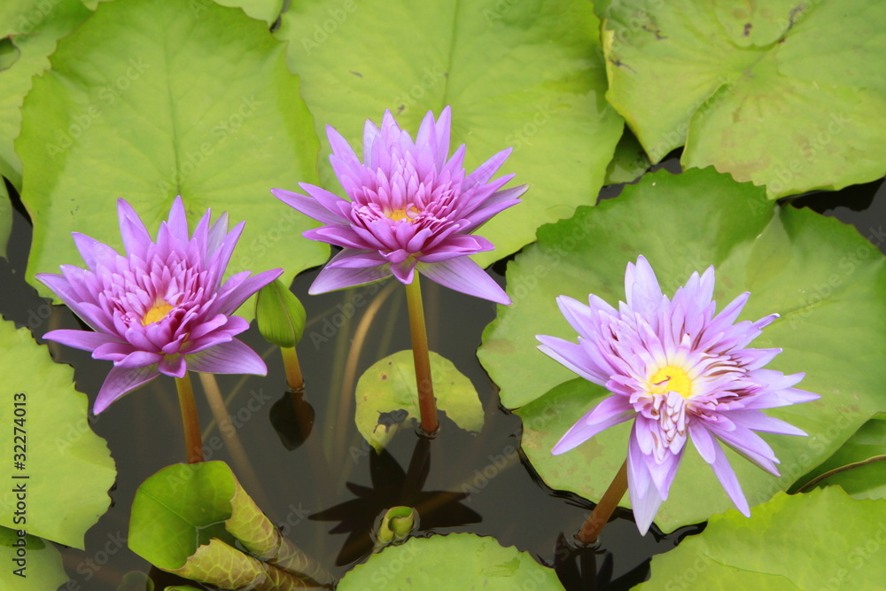 Purple water lilies on green leaves background Purple water lilies on green leaves background