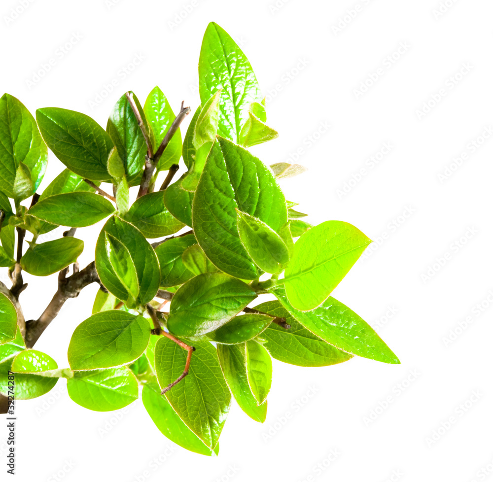 Fototapeta green leaf
