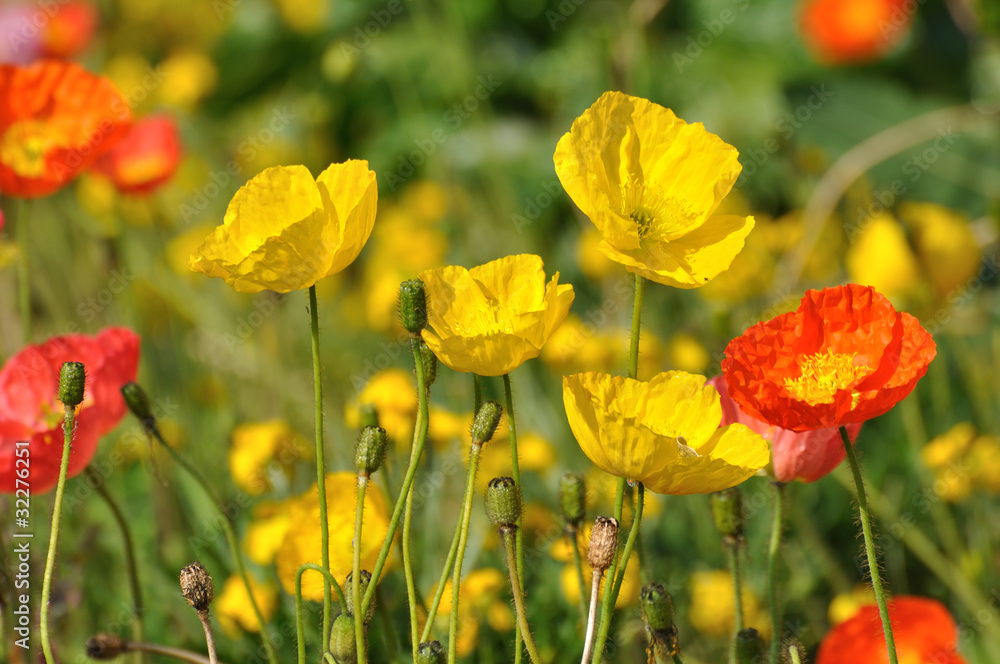 fleurs printanières 2