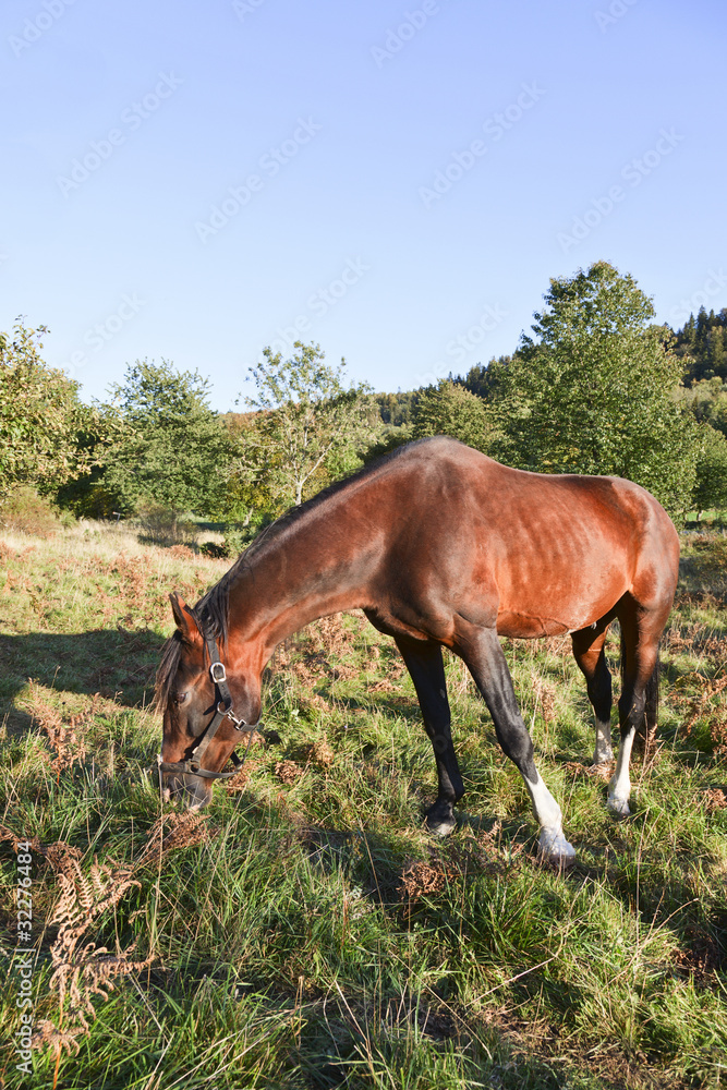 Horses grazing Horses grazing