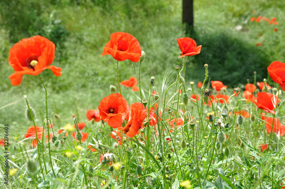 Obraz premium Mohn, Mohnwiese