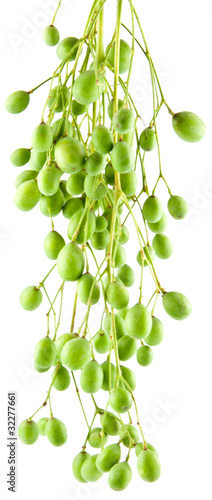 graines de neem, azadirachta indica, lilas des Indes photo