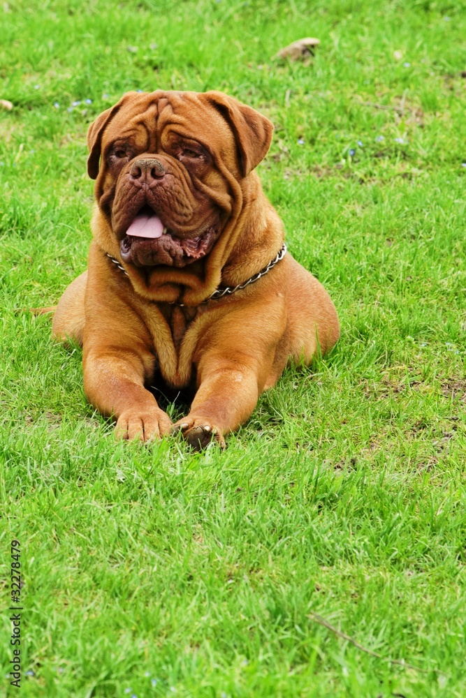 Dogue de bordeaux