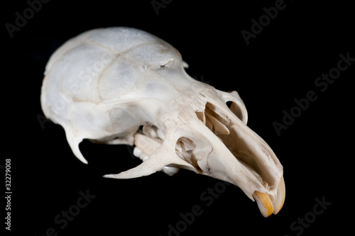 Mouse skull