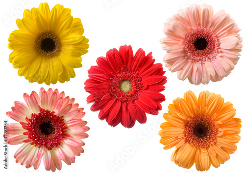 Set of gerberas