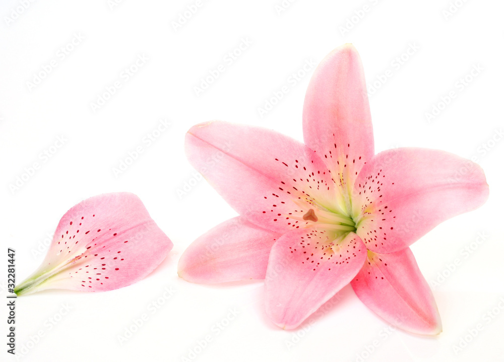 Pink lily Pink lily
