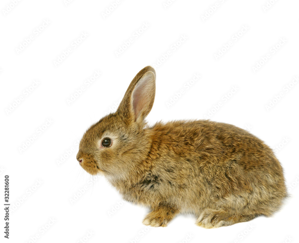 Obraz premium little grey rabbit