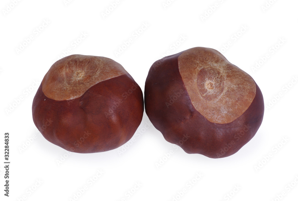 Fruits of the chestnut Fruits of the chestnut
