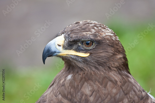 Profile of a hawk