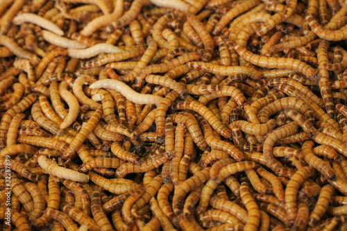 worms background © jonnysek