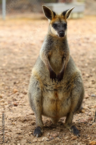 Kangaroo in Australia