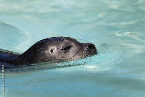 head of seal in water in spring