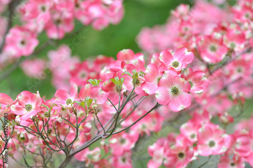 Pink Flowering Dogwood, Tree Detail