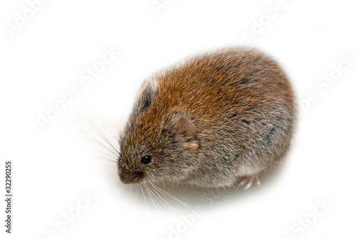 Billede på lærred Bank vole
