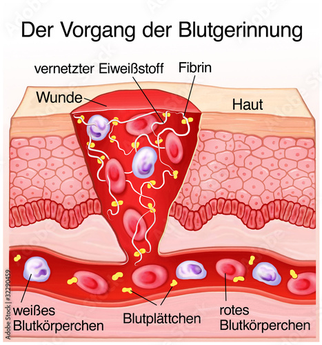 Blutgerinnung Haut Wundheilung photo