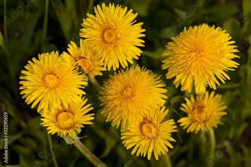 dandelion