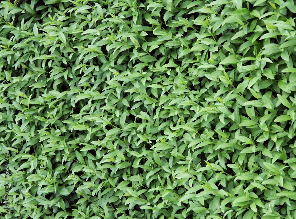 floral background of green hedgerow floral background of green hedgerow