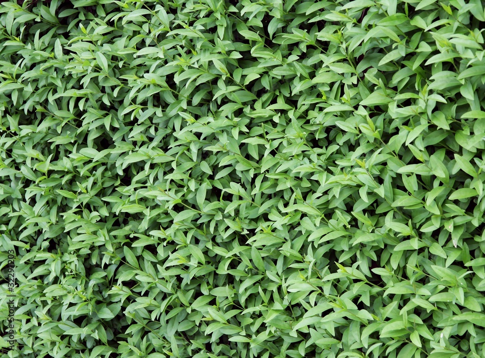 floral background of green hedgerow