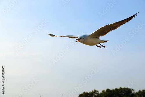 Flying Seagull