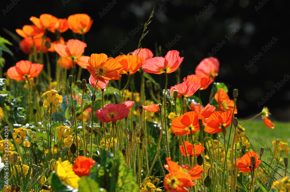 fleurs 18 fleurs 18