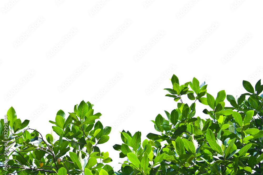 White Background with Tree Top White Background with Tree Top