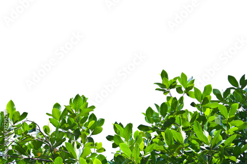 White Background with Tree Top