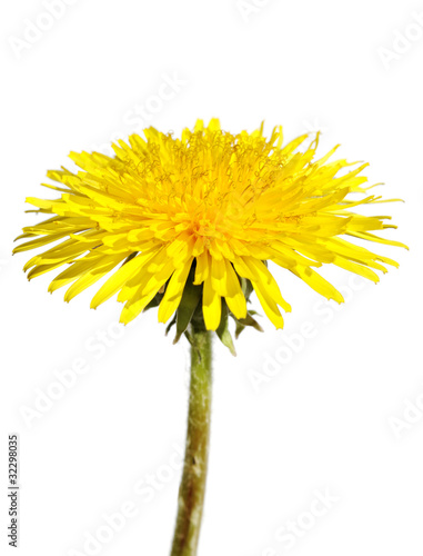 Dandelion.