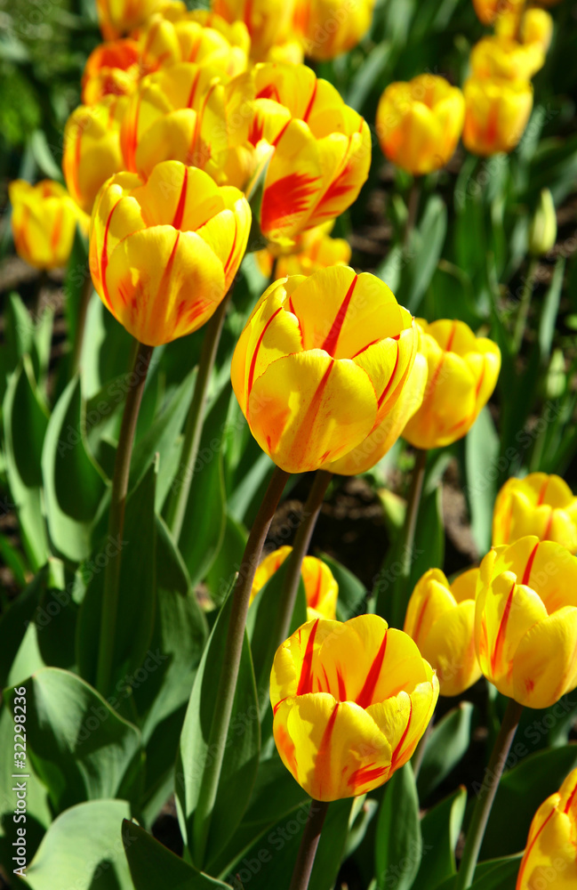 Obraz premium Sunny field of yellow red tulips