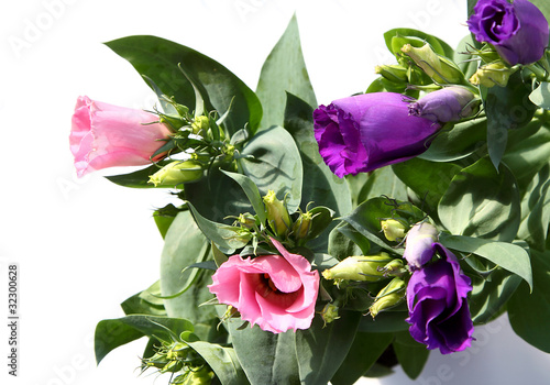 Eustoma Lisianthus photo