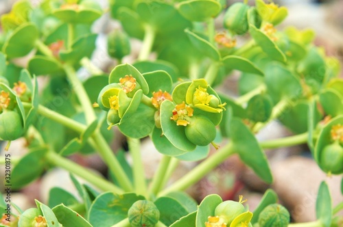 Wallpaper Mural Steingartenpflanze Torontodigital.ca