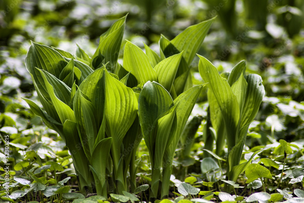 Obraz premium roślina