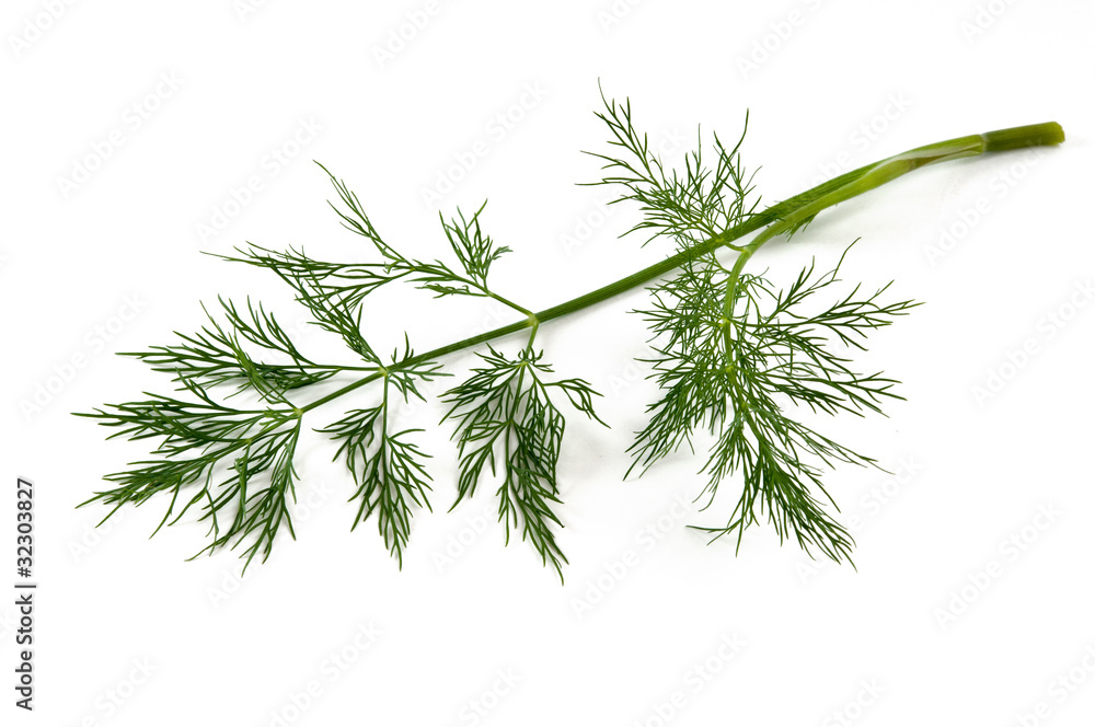 Fototapeta premium Dill