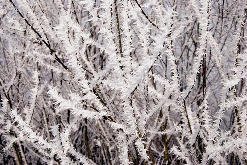 Tree twigs covered by rime.