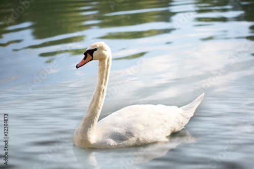 Fototapeta Naklejka Na Ścianę i Meble -  Swan on the lake