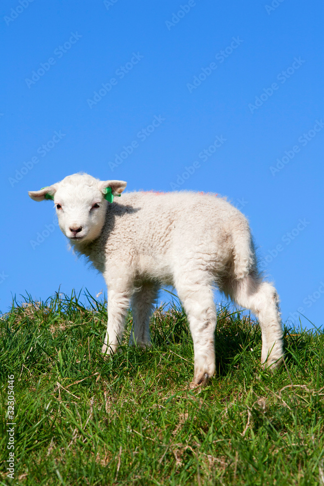 Obraz premium Cute lamb