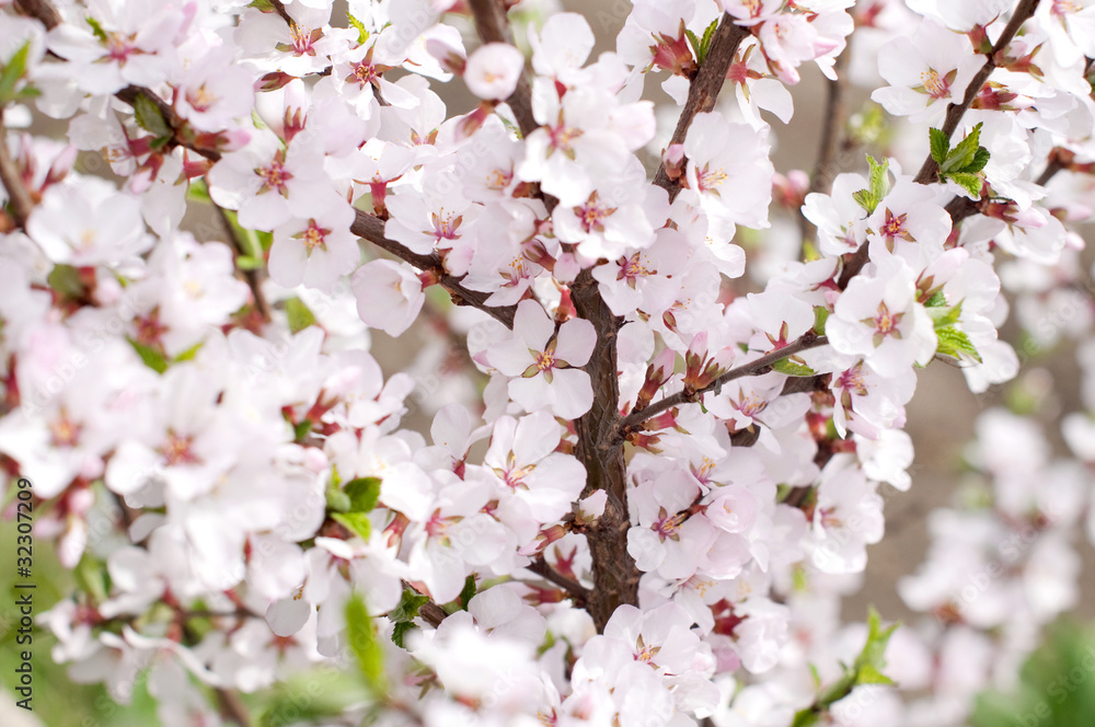 Blooming cherry-tree Blooming cherry-tree