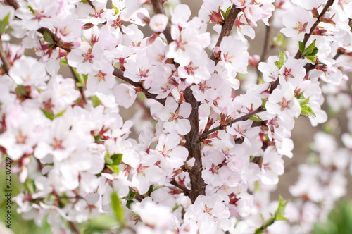 Blooming cherry-tree