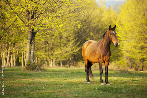 Koń w Rumunii