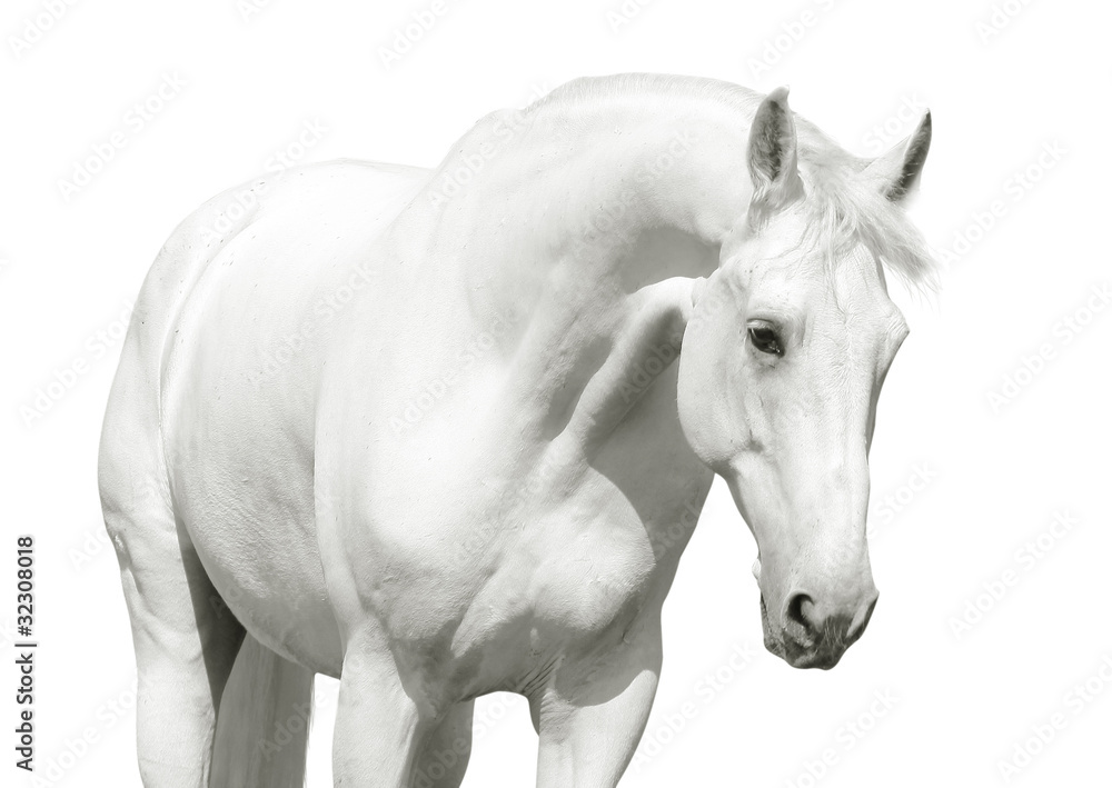 Fototapeta premium biały koń wysoki klucz