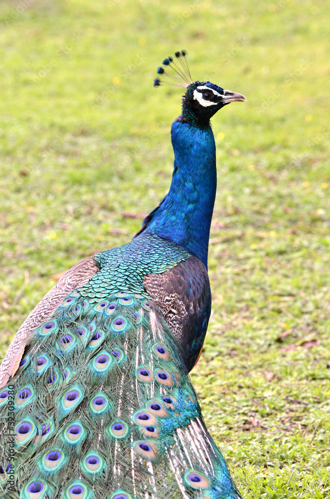 Fototapeta premium Male Indian Peafowl