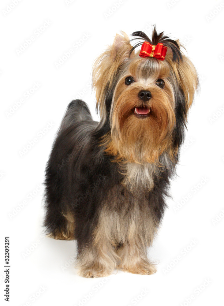 Puppy of the Yorkshire Terrier Puppy of the Yorkshire Terrier